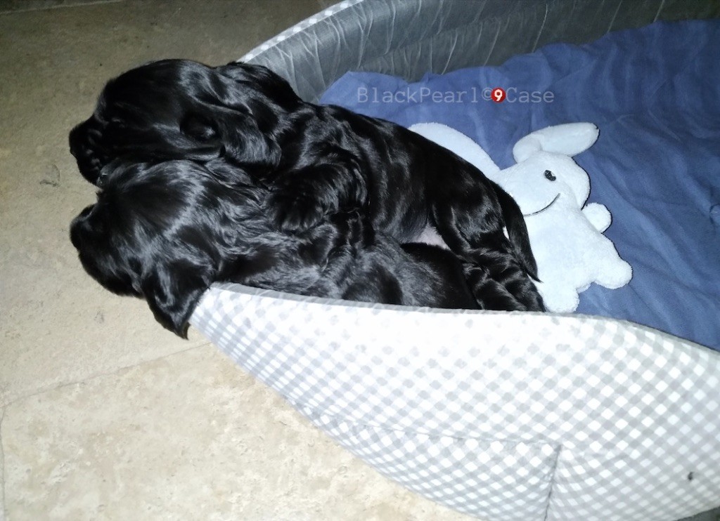 Or a Little Black Pearl Case - Cocker Spaniel Anglais - Portée née le 07/01/2018